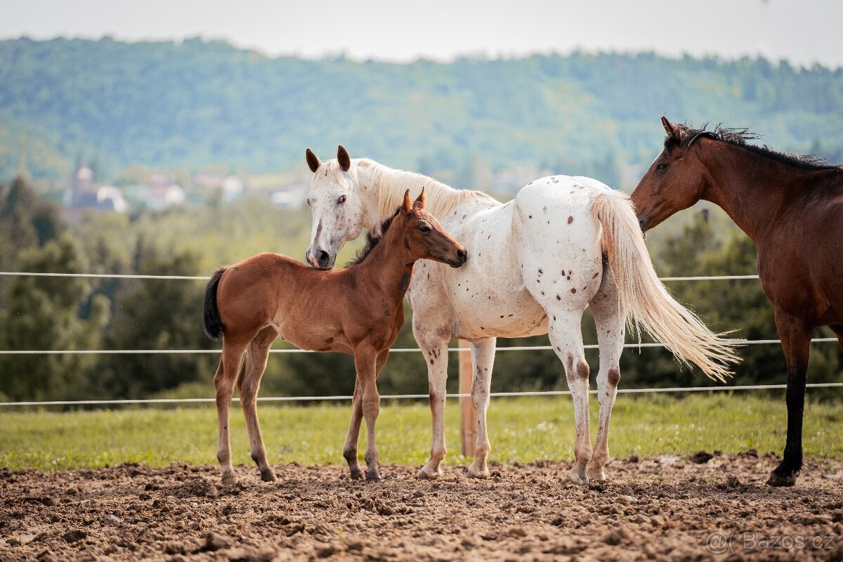 Appaloosa klisna