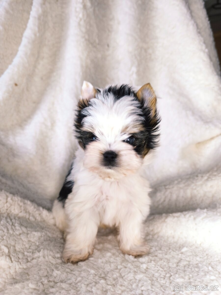 Biewer Yorkshire teriér FCI