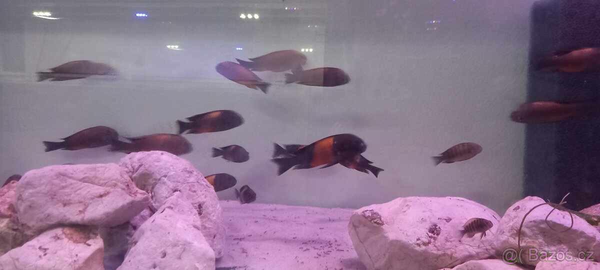 Tropheus moori bemba