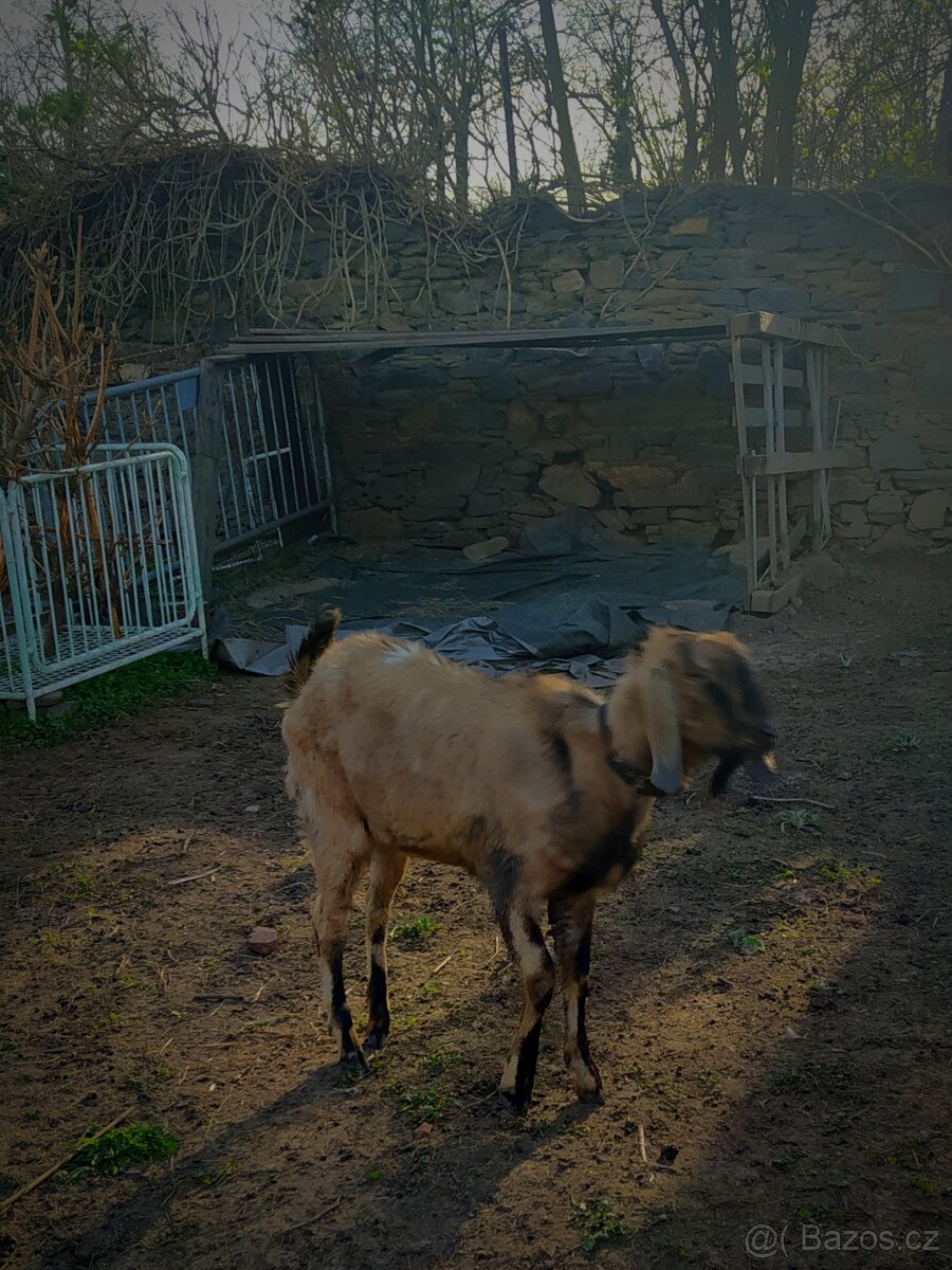 Anglonubijsky kozel