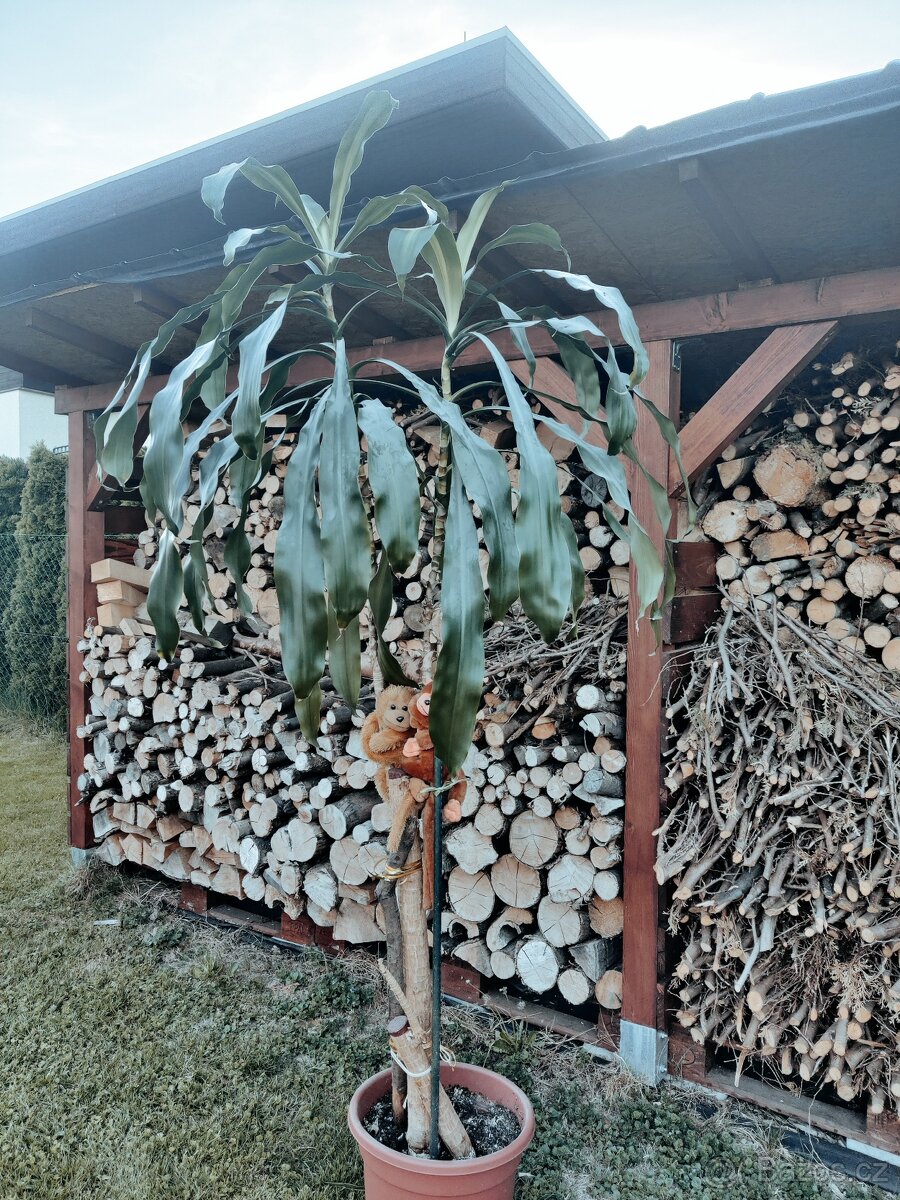 Rostlina Dracena