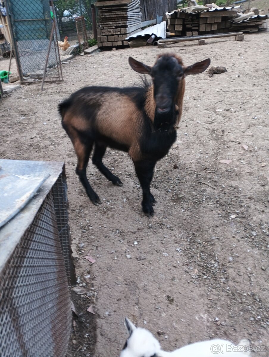 Daruji kozla z kozou