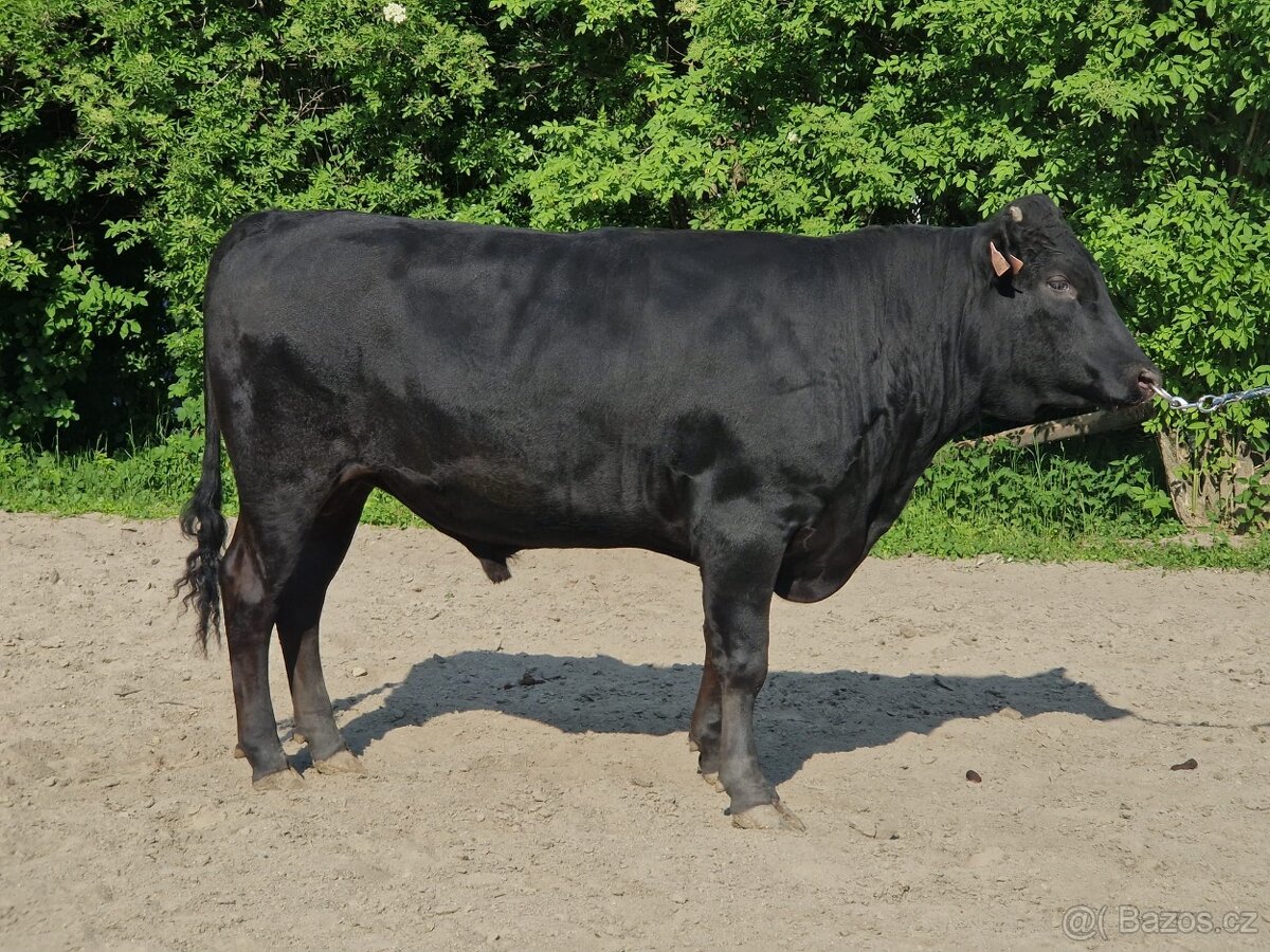 Plemenný býk wagyu