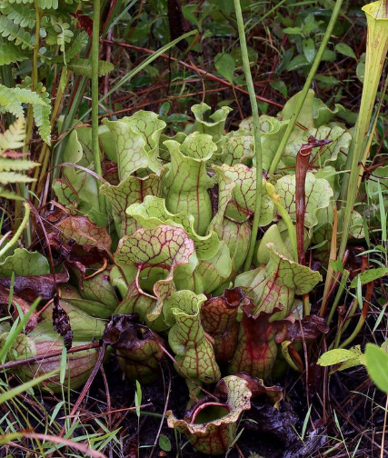 Sarracenia purpurea – masožravá rostlina k jezírku