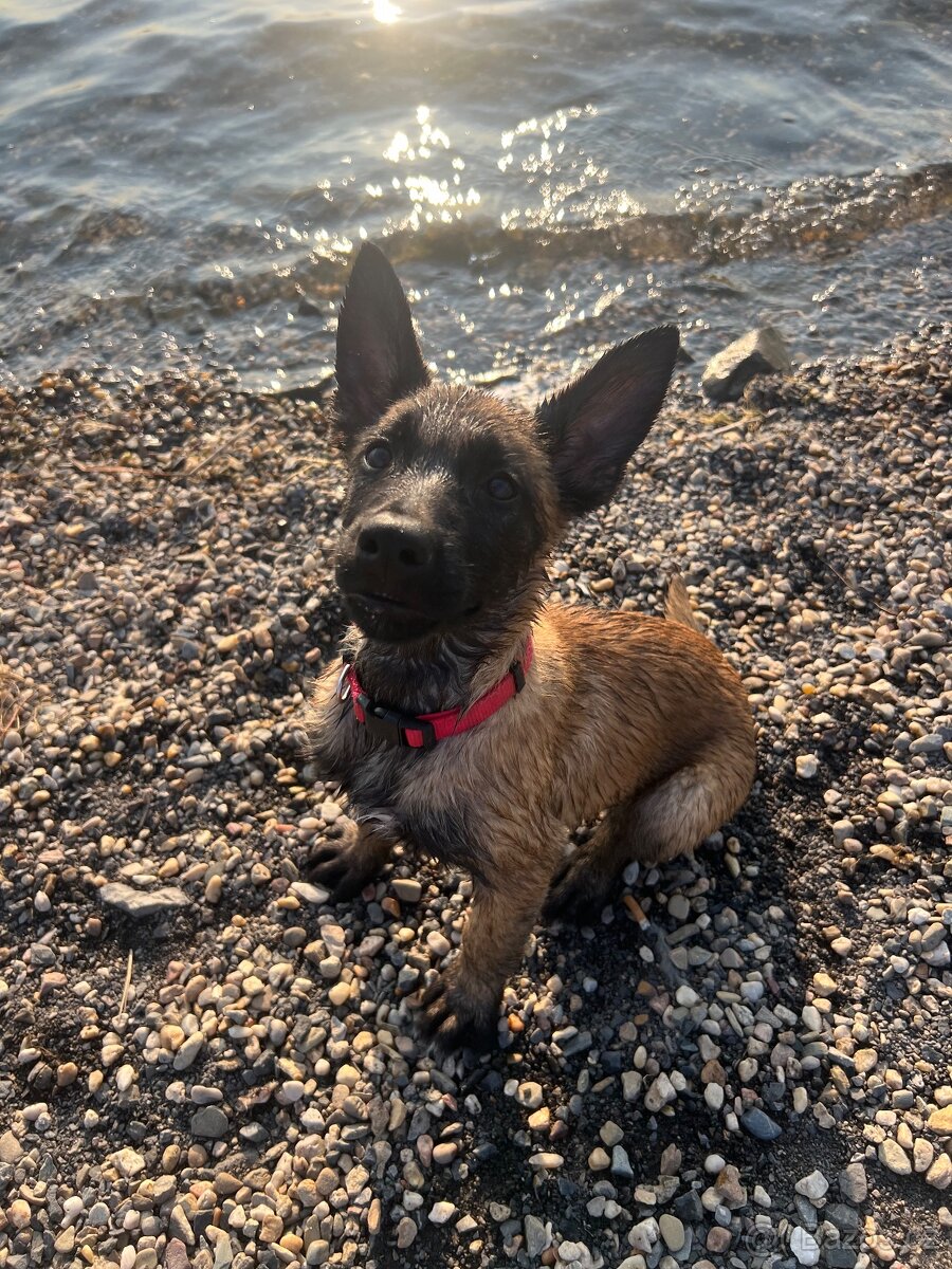Belgický ovčák Malinois - štěně s PP