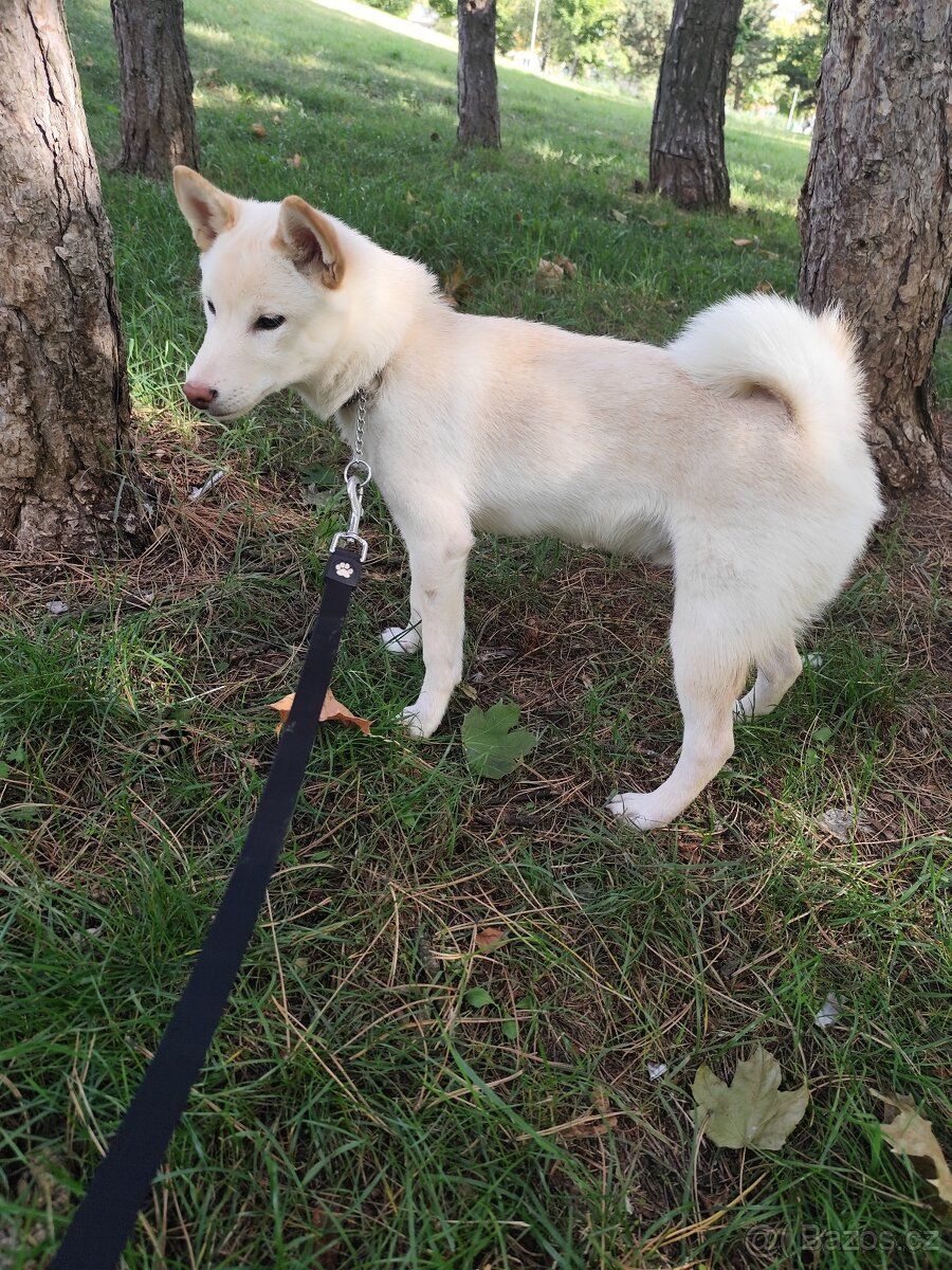 Shiba inu ( štěně)