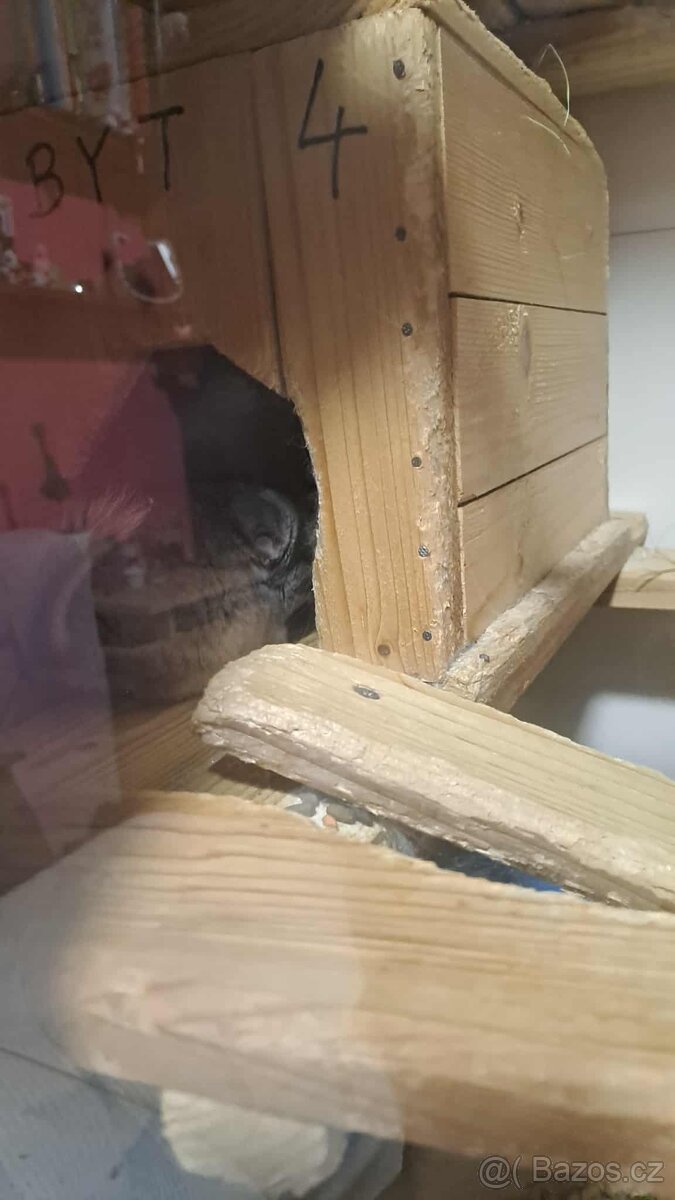 Mláďata činčily vlnaté