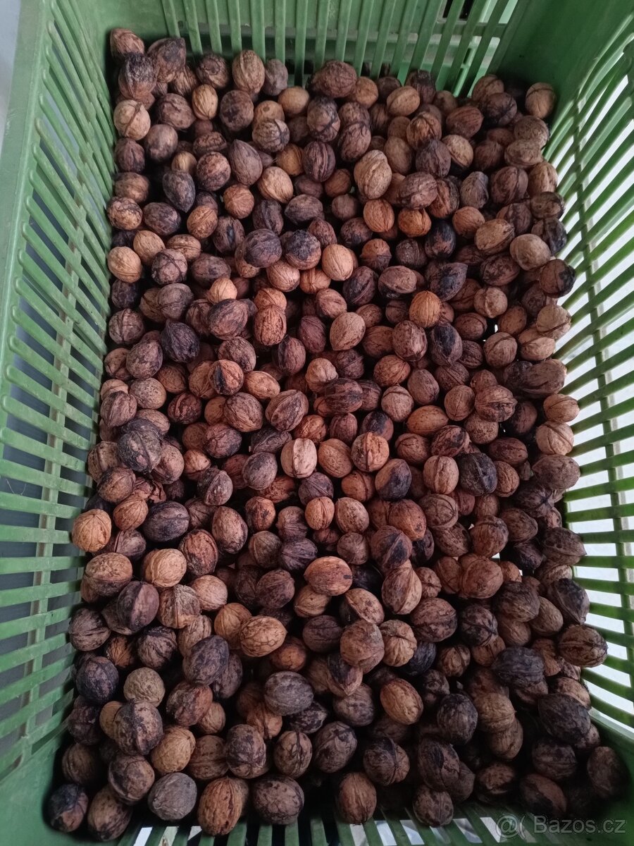 Vlašské ořechy neloupané