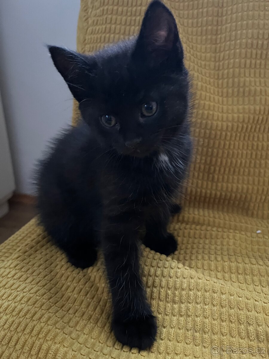 Poloperske kotatko černé