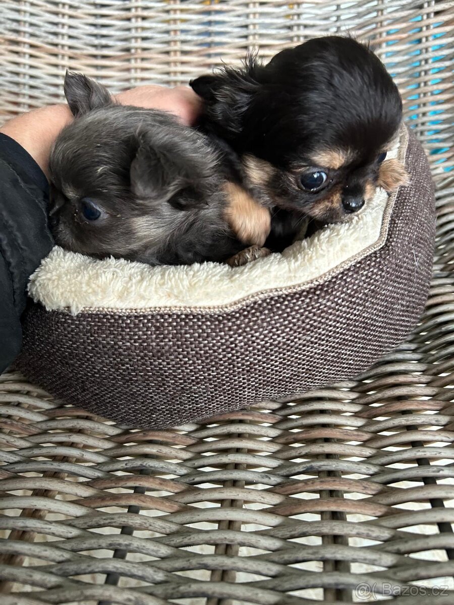 Čivava - modrý a černý kluk