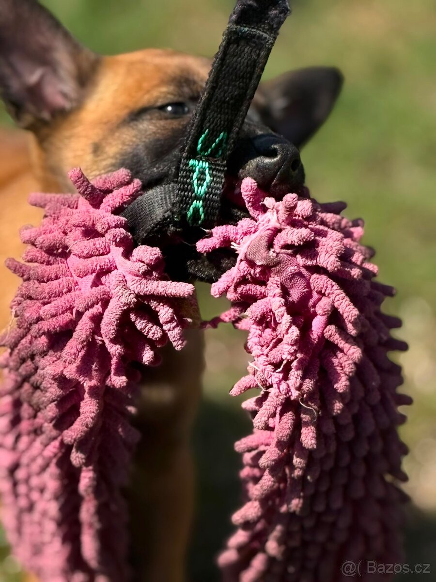 Belgický ovčák Malinois s PP