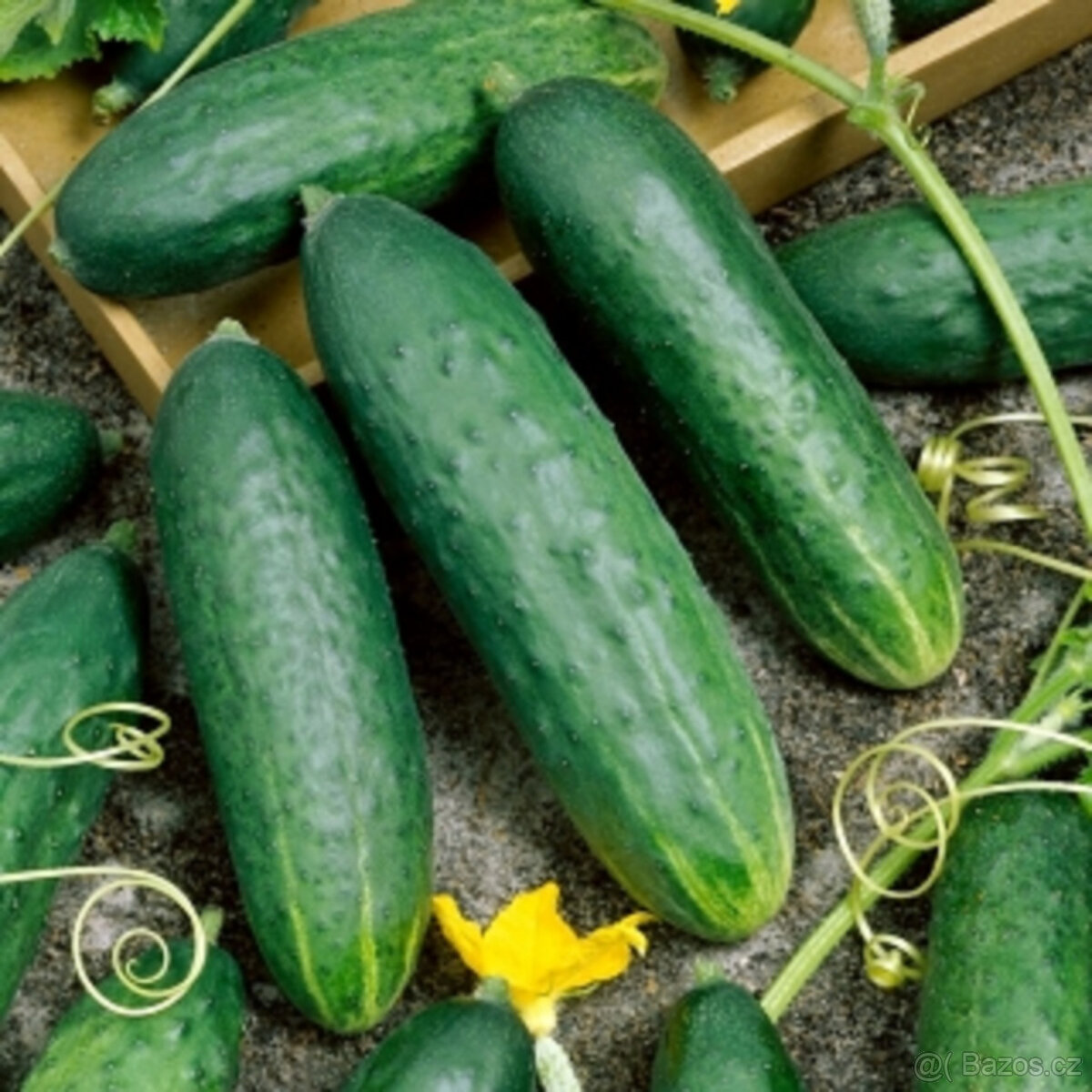 Okurky universální Delikates 20ks semínek
