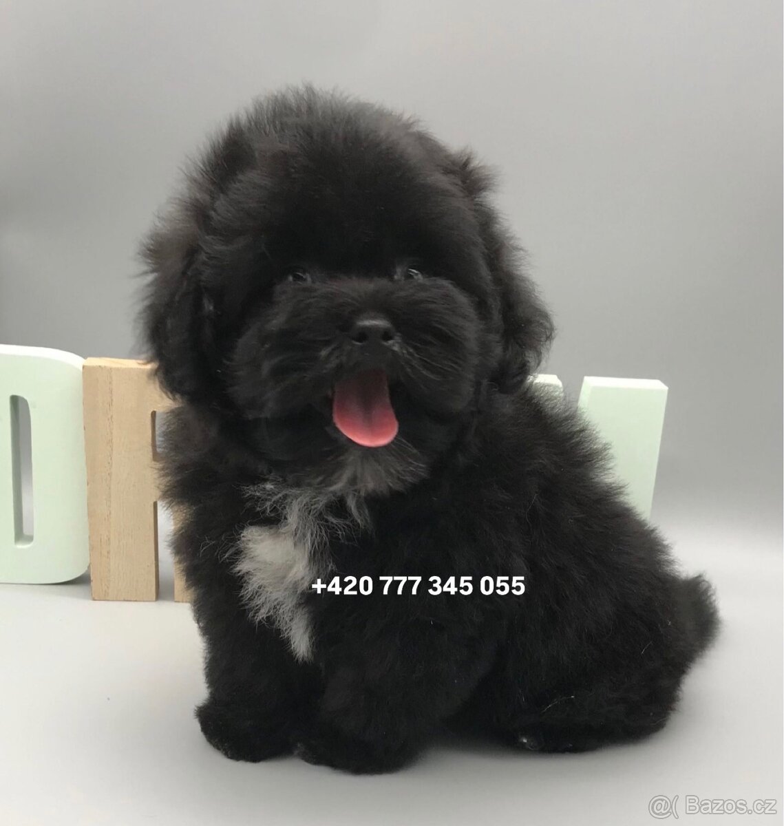 Maltipoo F1 caramel 3 měsíce 1500€‼️ Momi