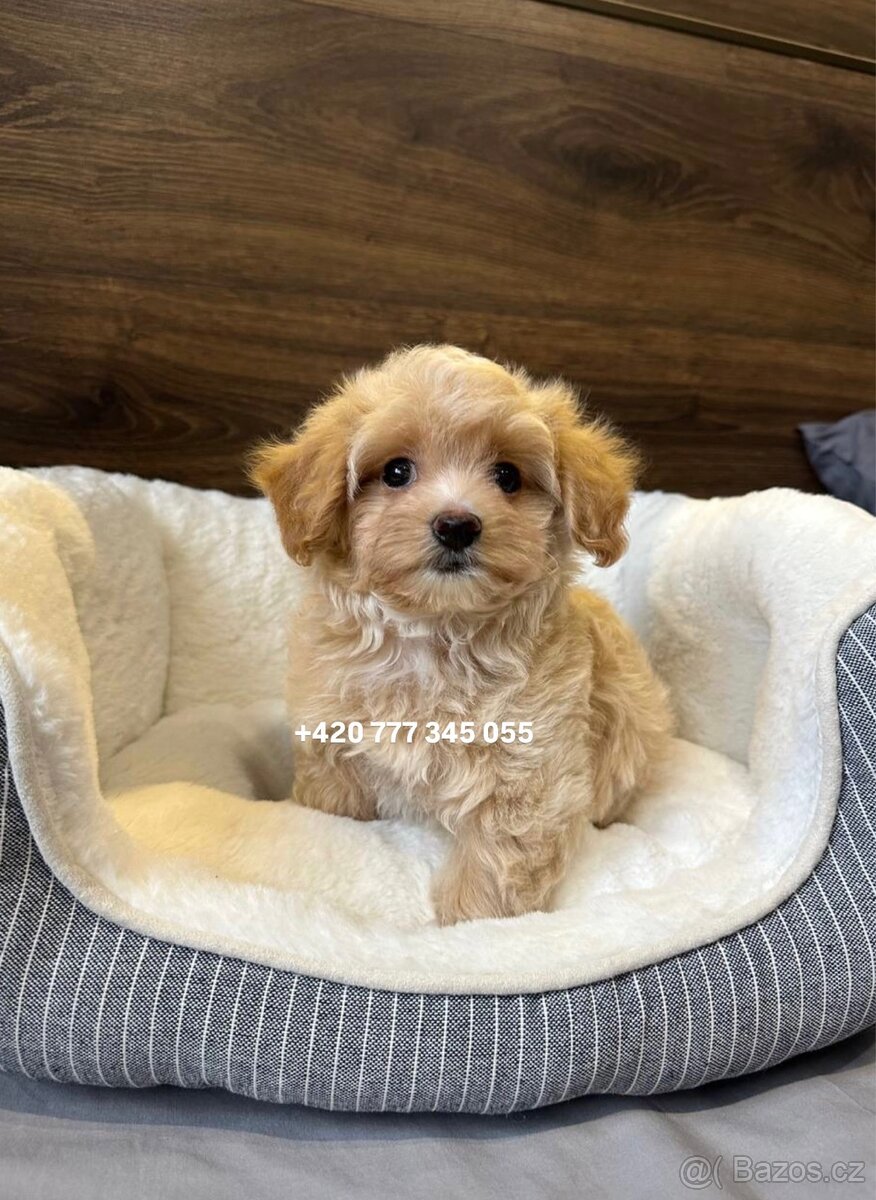Maltipoo F1 fenka Kamila