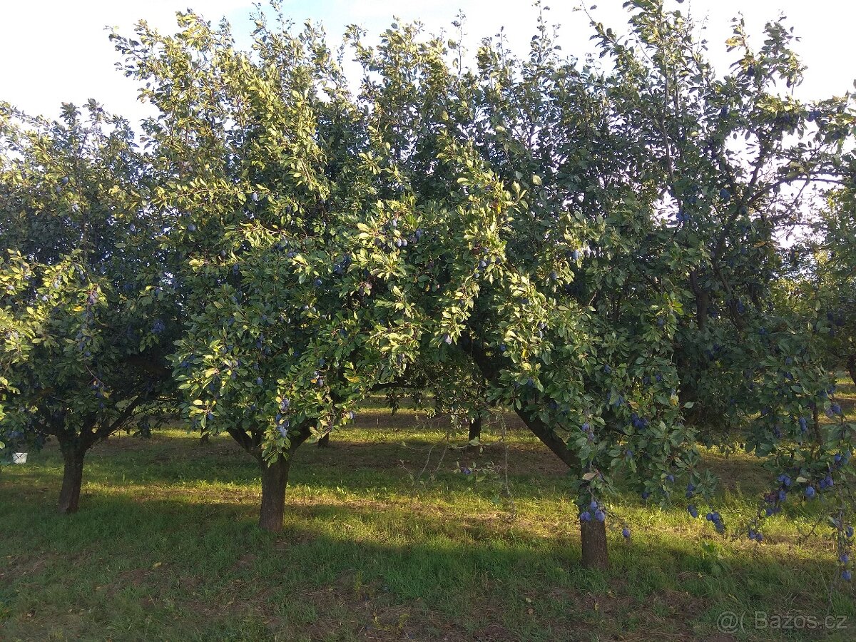 Prodám Bio švestky