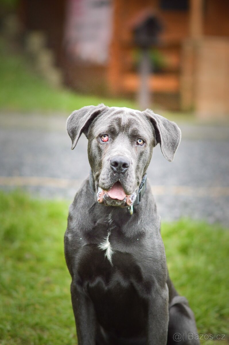 Gino - x cane Corso - praštěný puberťák, necelý rok