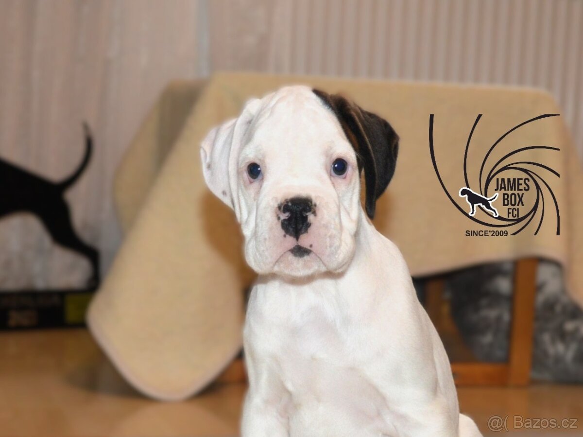 Nemecký boxer- bielý psík s PP