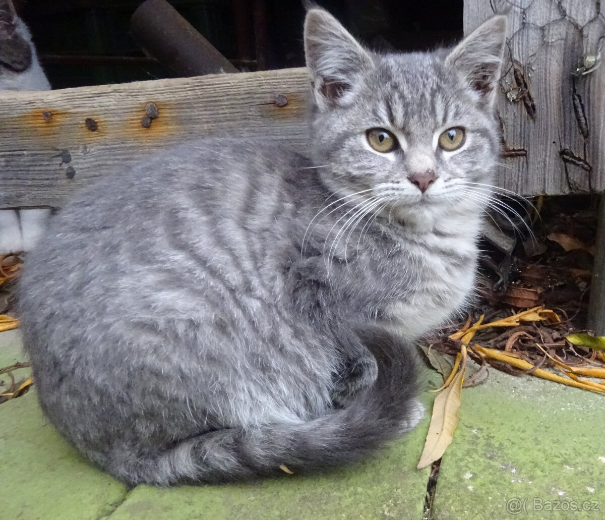 NABÍZÍM KŘÍŽENOU MODROU KOČIČKU (MAINSKÁ x SIBIŘSKÁ)
