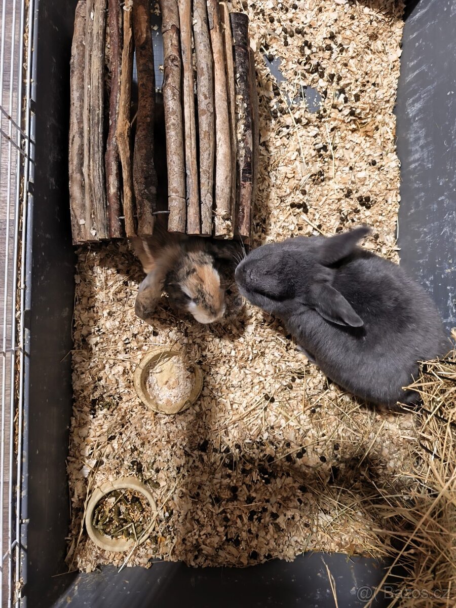 Zakrslý králíček.