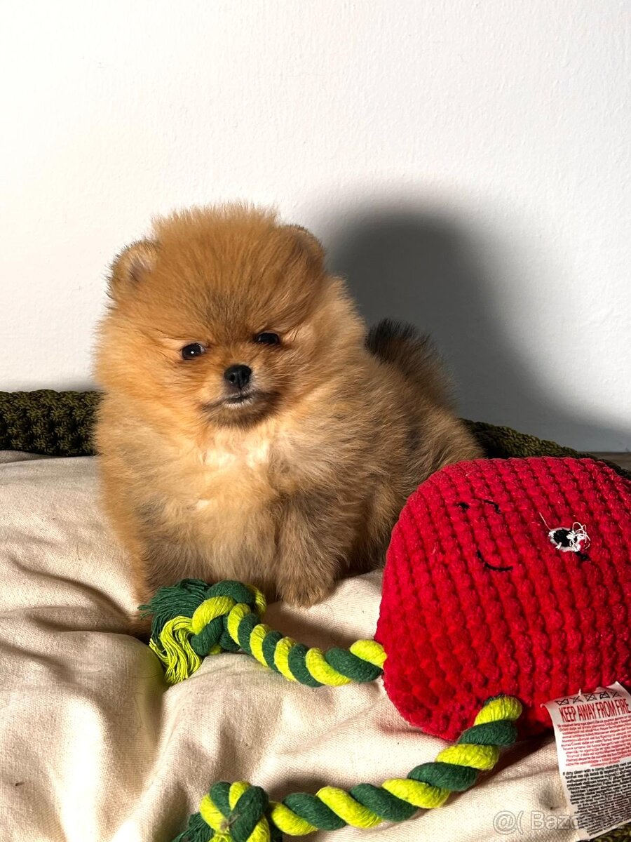 Pomeranian štěně s pp.