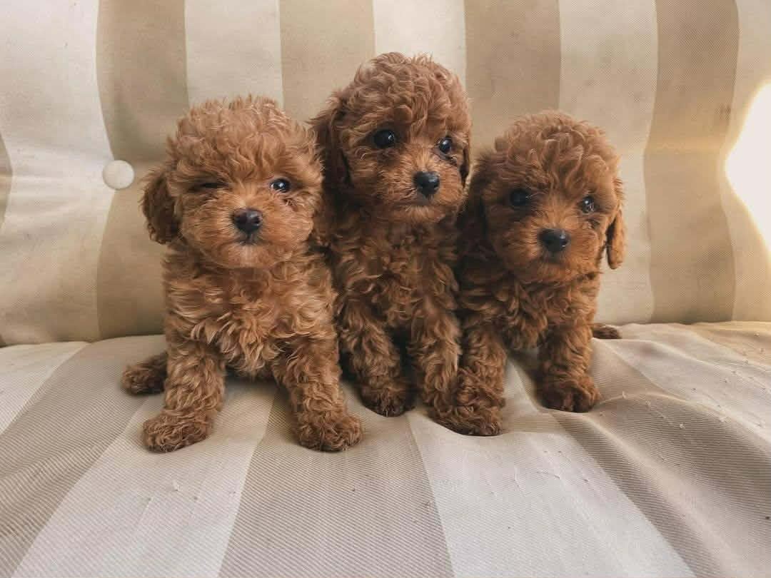 Maltipoo