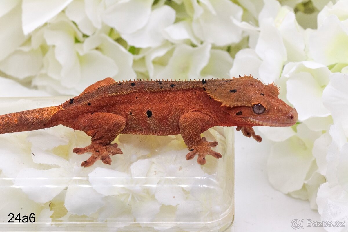 Pagekon řasnatý Rhacodactylus ciliatus Correlophus ciliatus