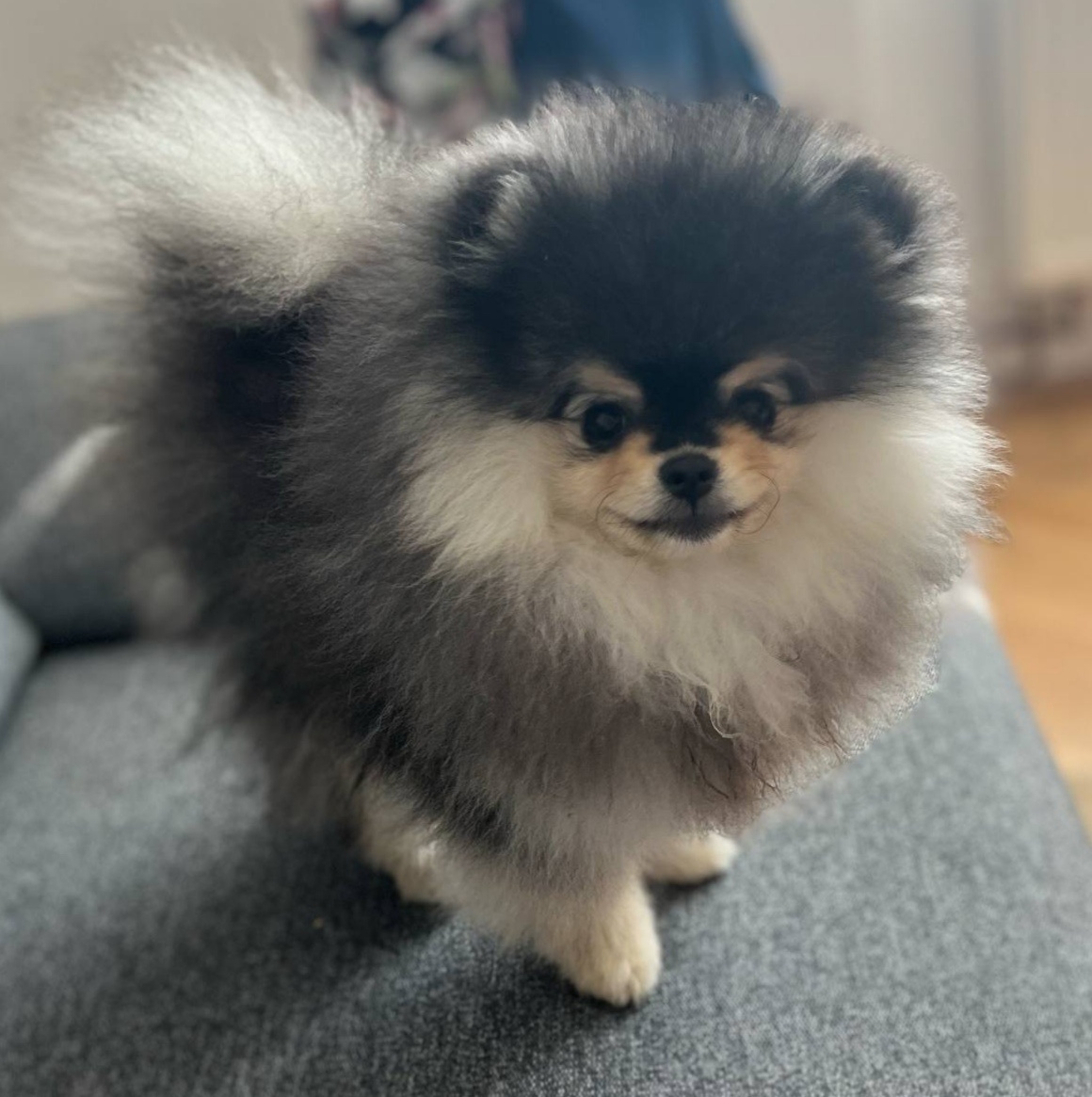 Štěňata Pomeraniana