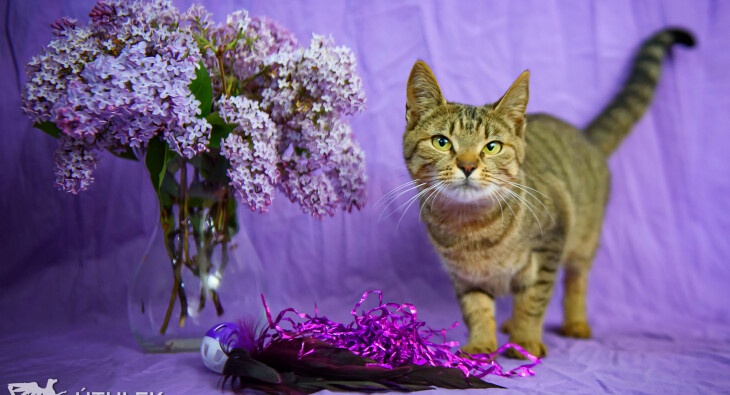Syringa