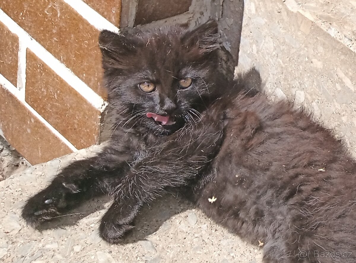 2kotatka