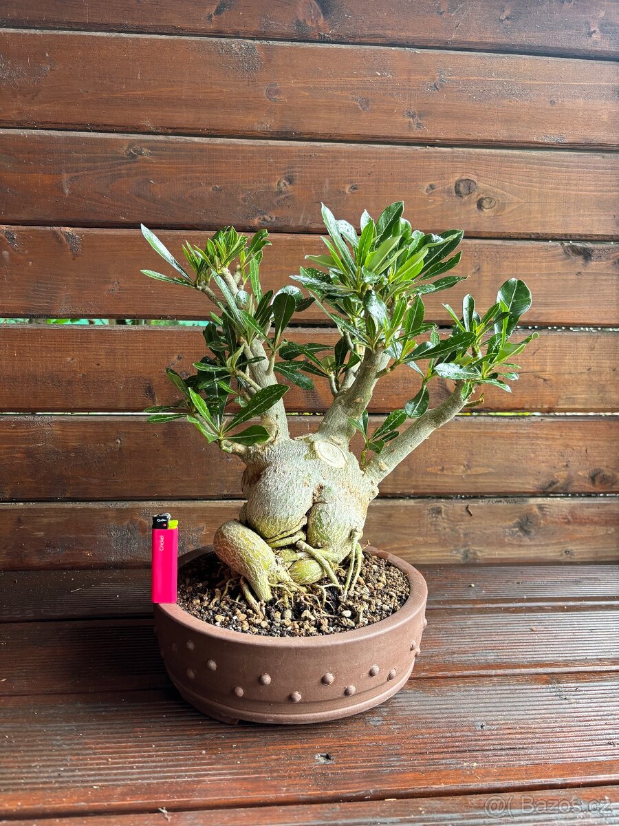 Adenium Obesum pokojová Bonsai