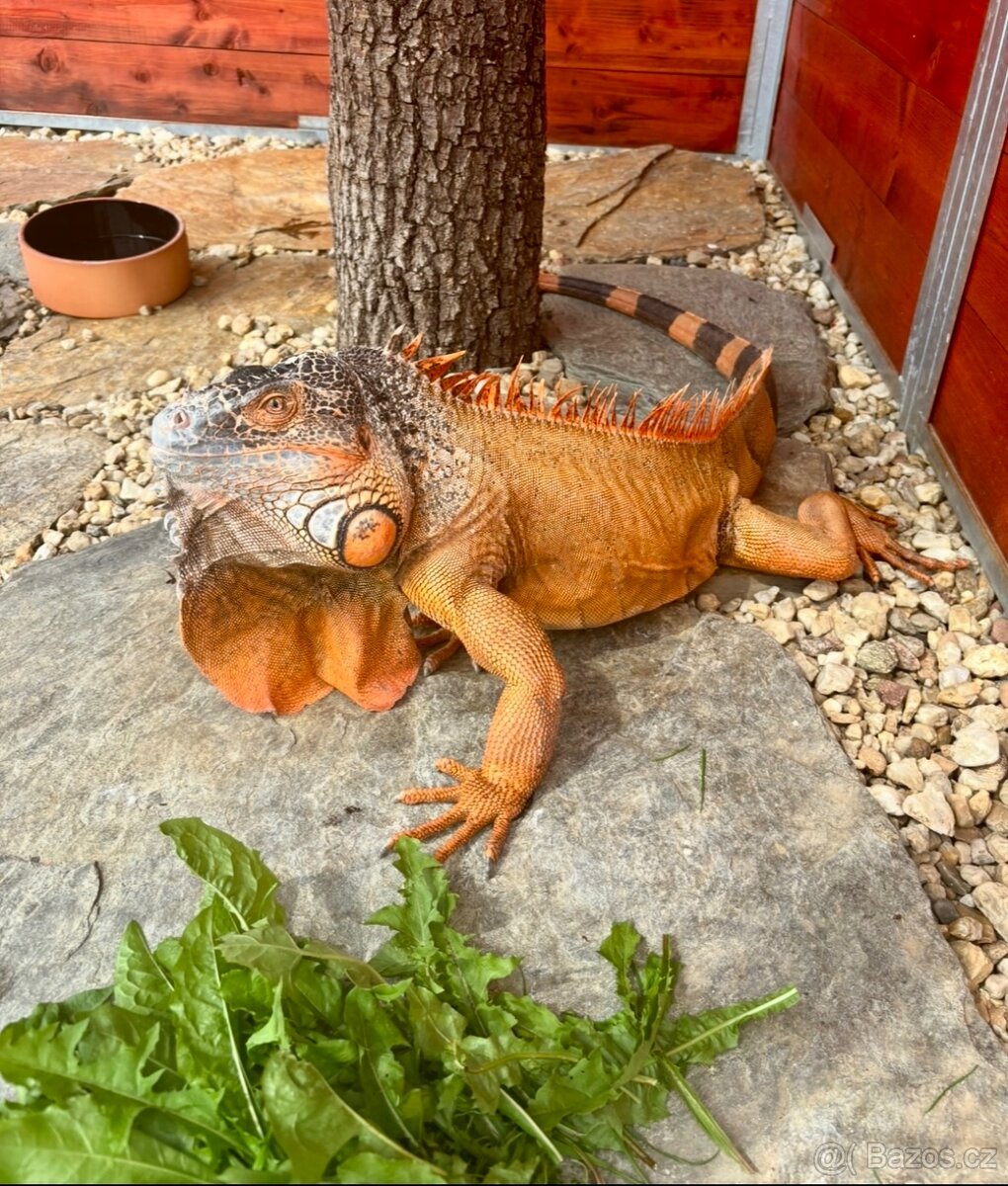 Leguán terárium