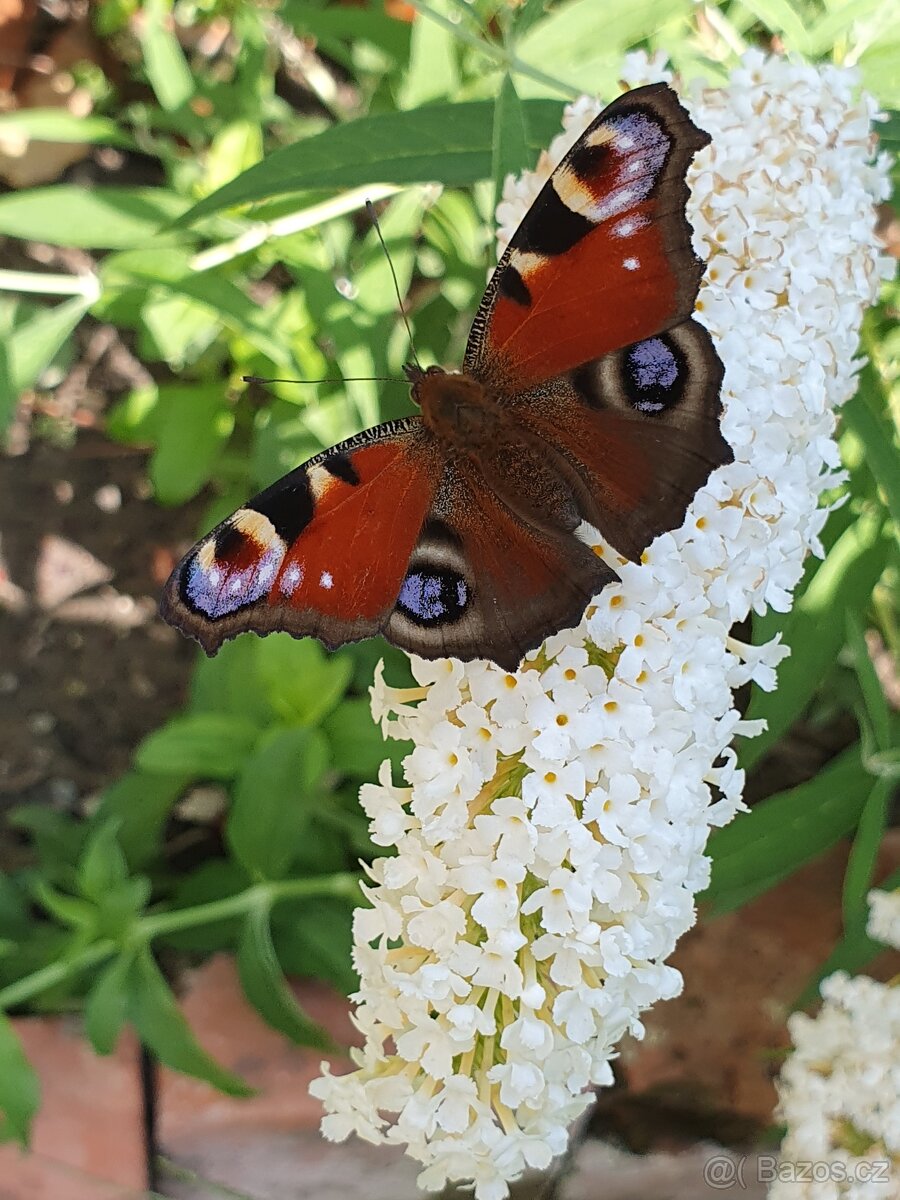 Motýlí keř bílý 40cm