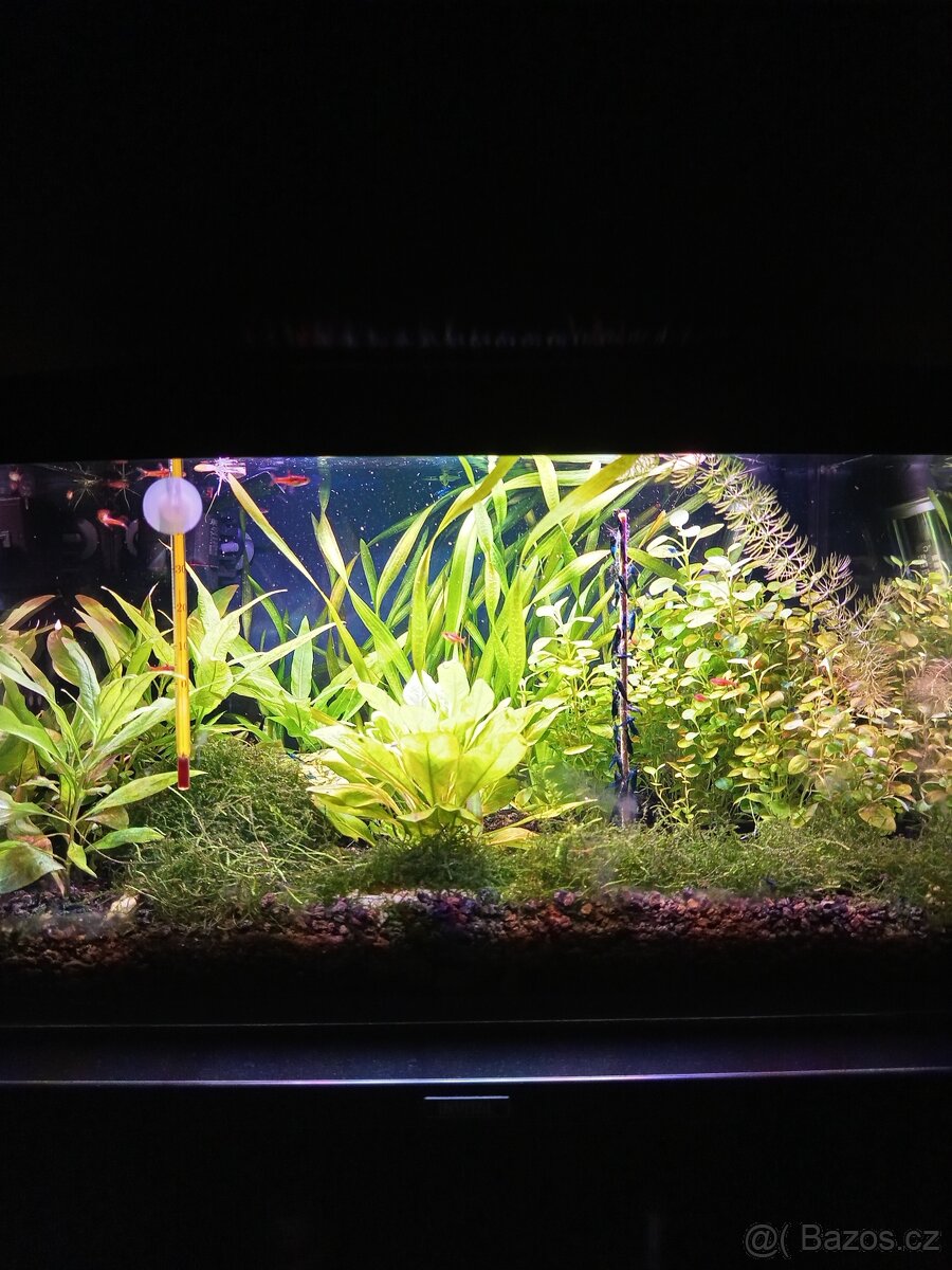 Krevetky neocaridina Blue dream