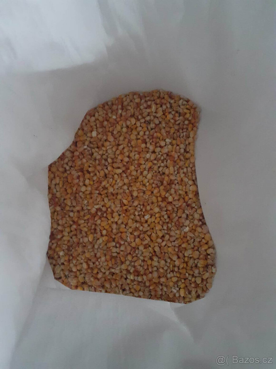 letošní kukuřice zrno