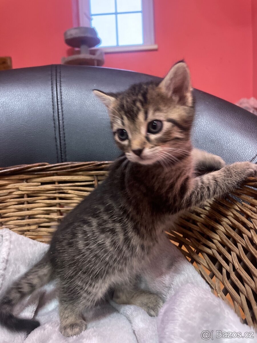 Prodán kočičku