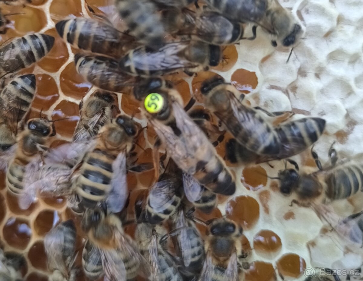 včelí oddělky 2026