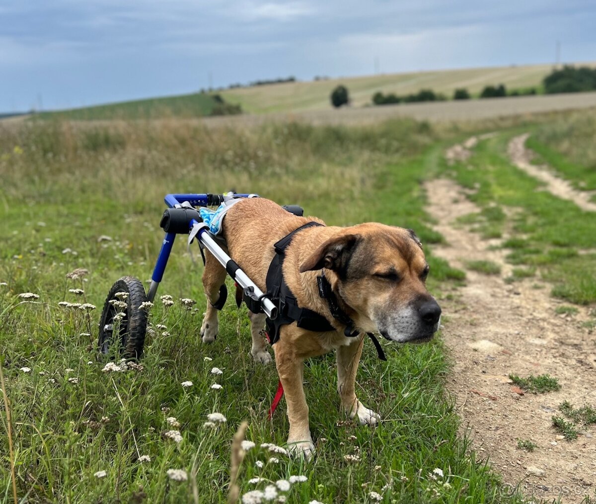 Invalidní vozík pro psa - střední velikost (12 - 31 kg)