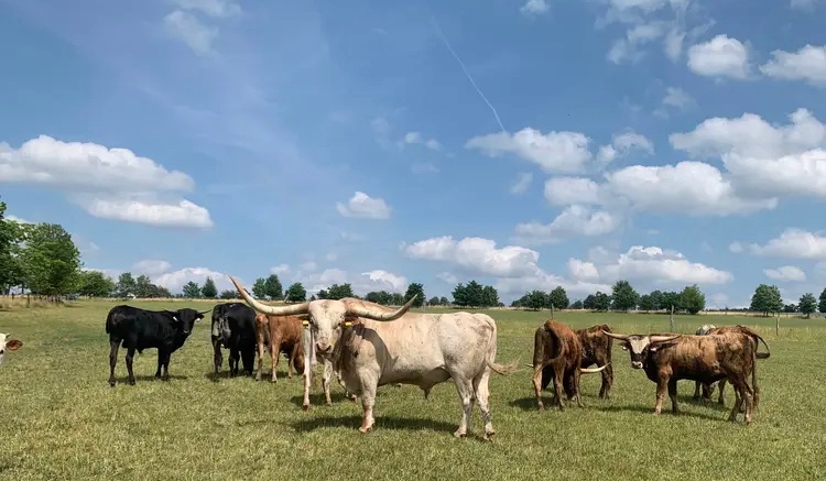 Texaský longhorn