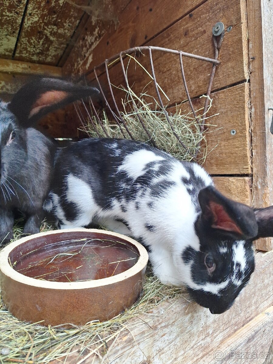 Králík