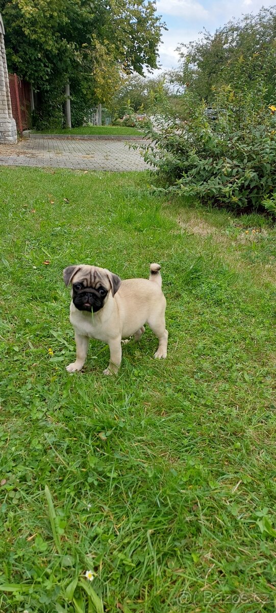 mops