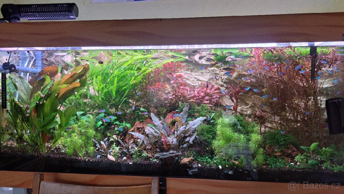 Akvarijní rostliny