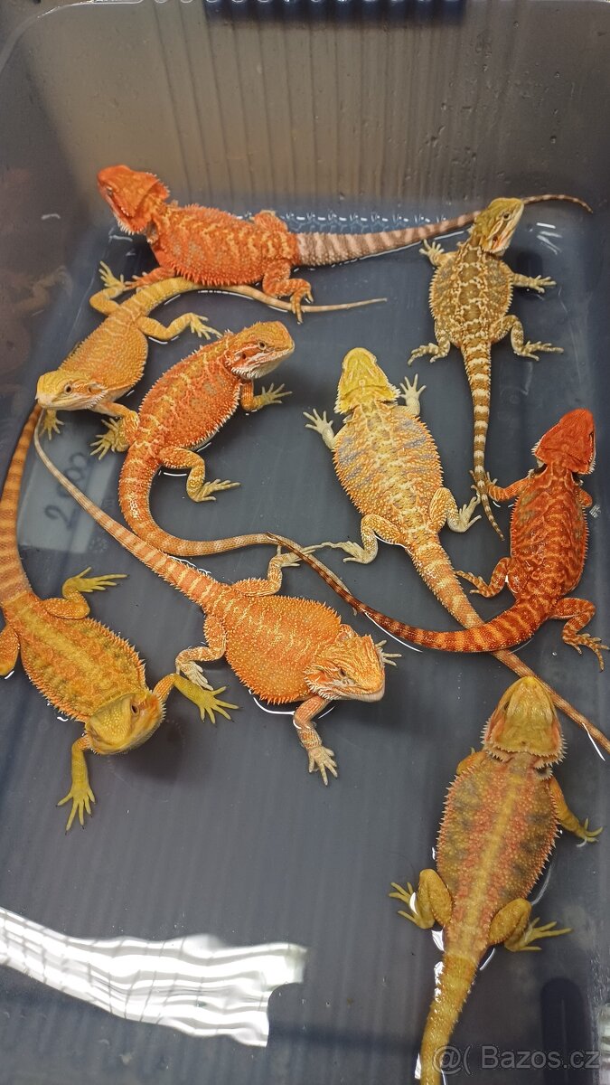 Agama vousatá