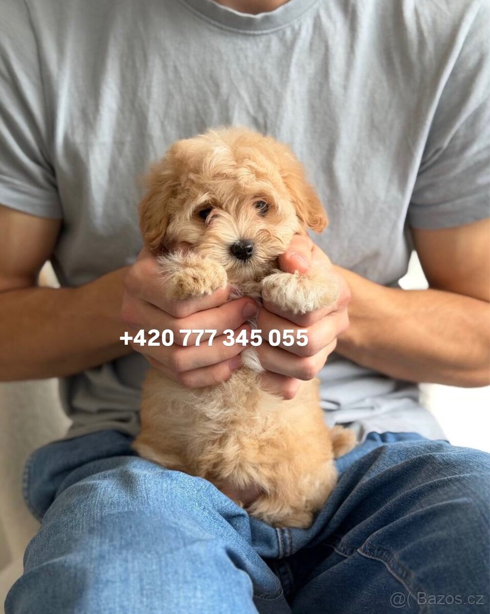 Štěňátko, chlapeček Maltipoo f1