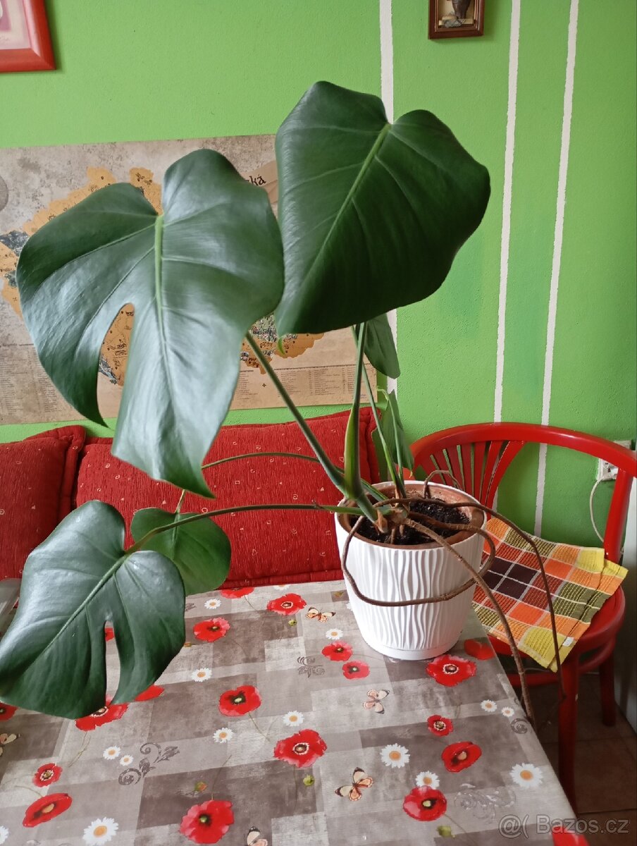 Monstera