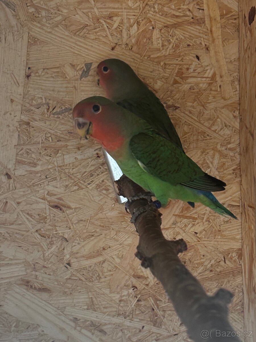 Agapornis růžohrdlý s DNA