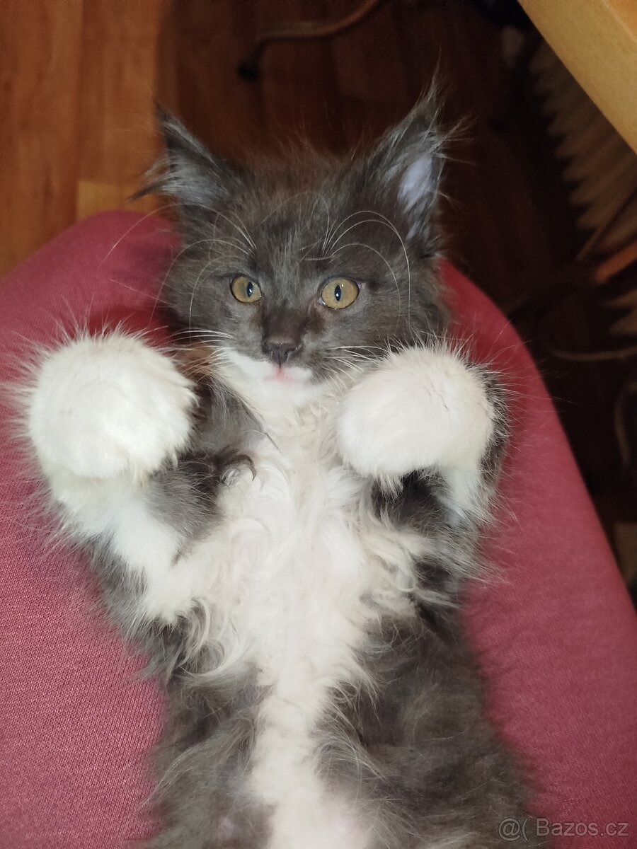 Mainská mývalí koťátka bez PP