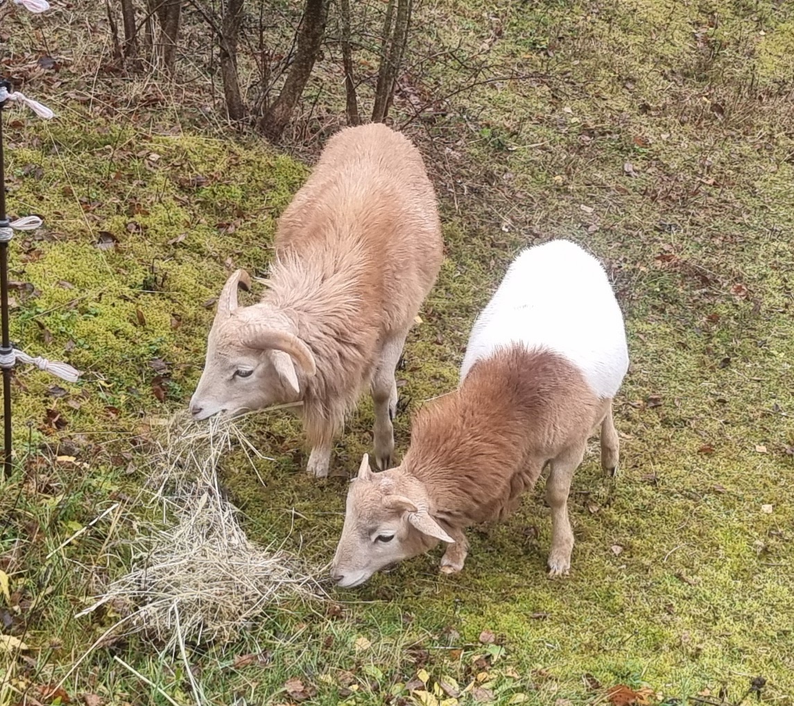 Prodám kamerunské beránky