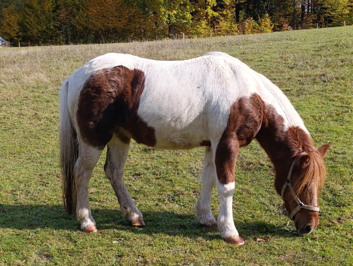 Welsh part-bred klisna