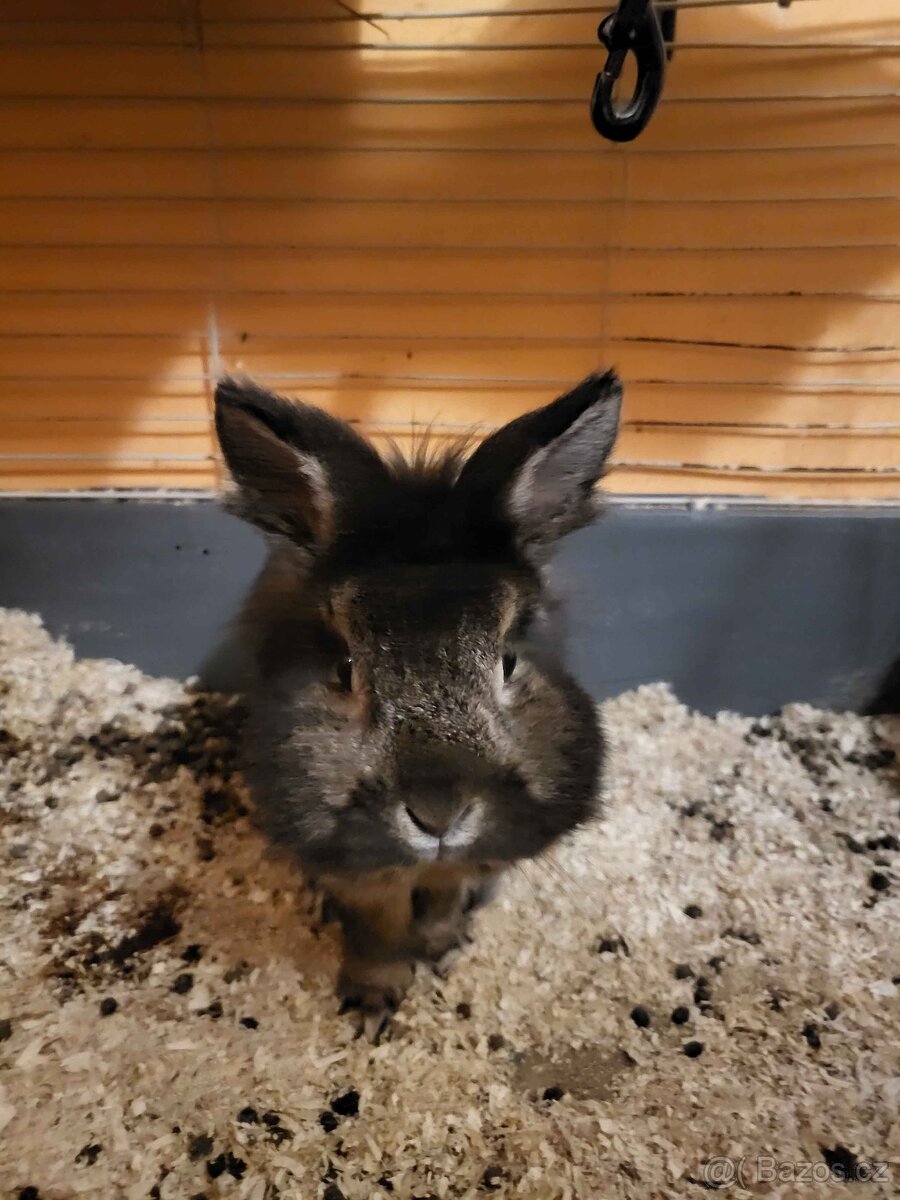 Zakrslý králíček samec