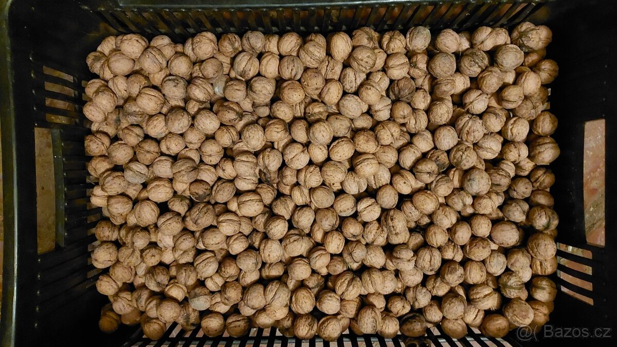 Vlašské ořechy 2025